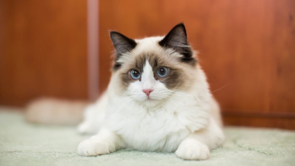 How To Keep a Ragdoll Cat Happy While You’re Away