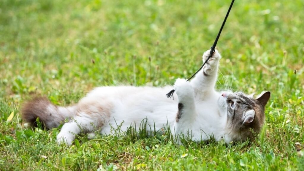 How To Teach a Ragdoll Cat Tricks