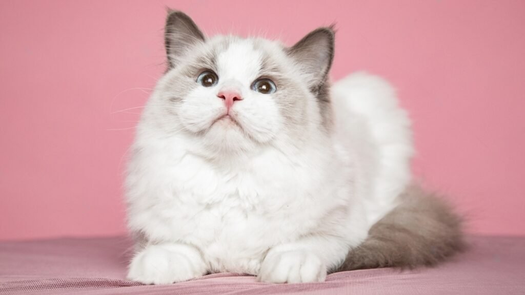 How To Tell If Your Ragdoll Cat Is Lonely