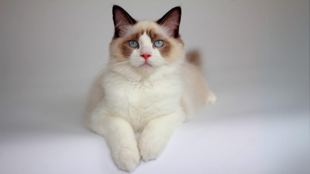 Seal Bicolor Ragdoll Cat