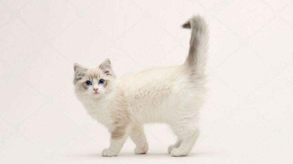 100+ Cute Female Ragdoll Cat Names