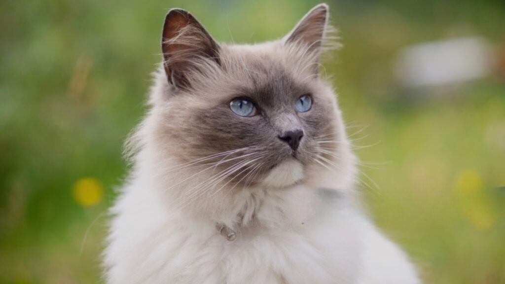 Blue Point Ragdoll Cat