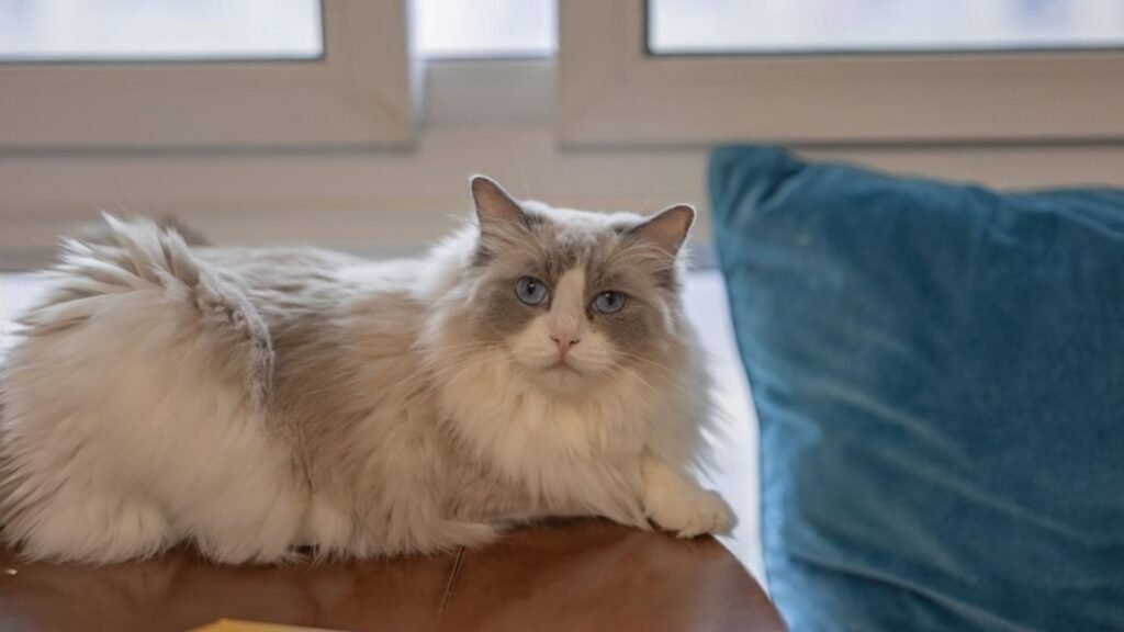 Grey Ragdoll Cat Personality & Temperament