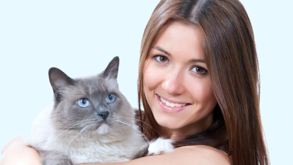 How To Care For a Grey Ragdoll Cat