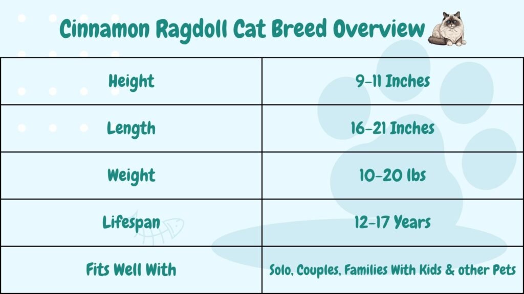 Cinnamon Ragdoll Cat Breed Overview