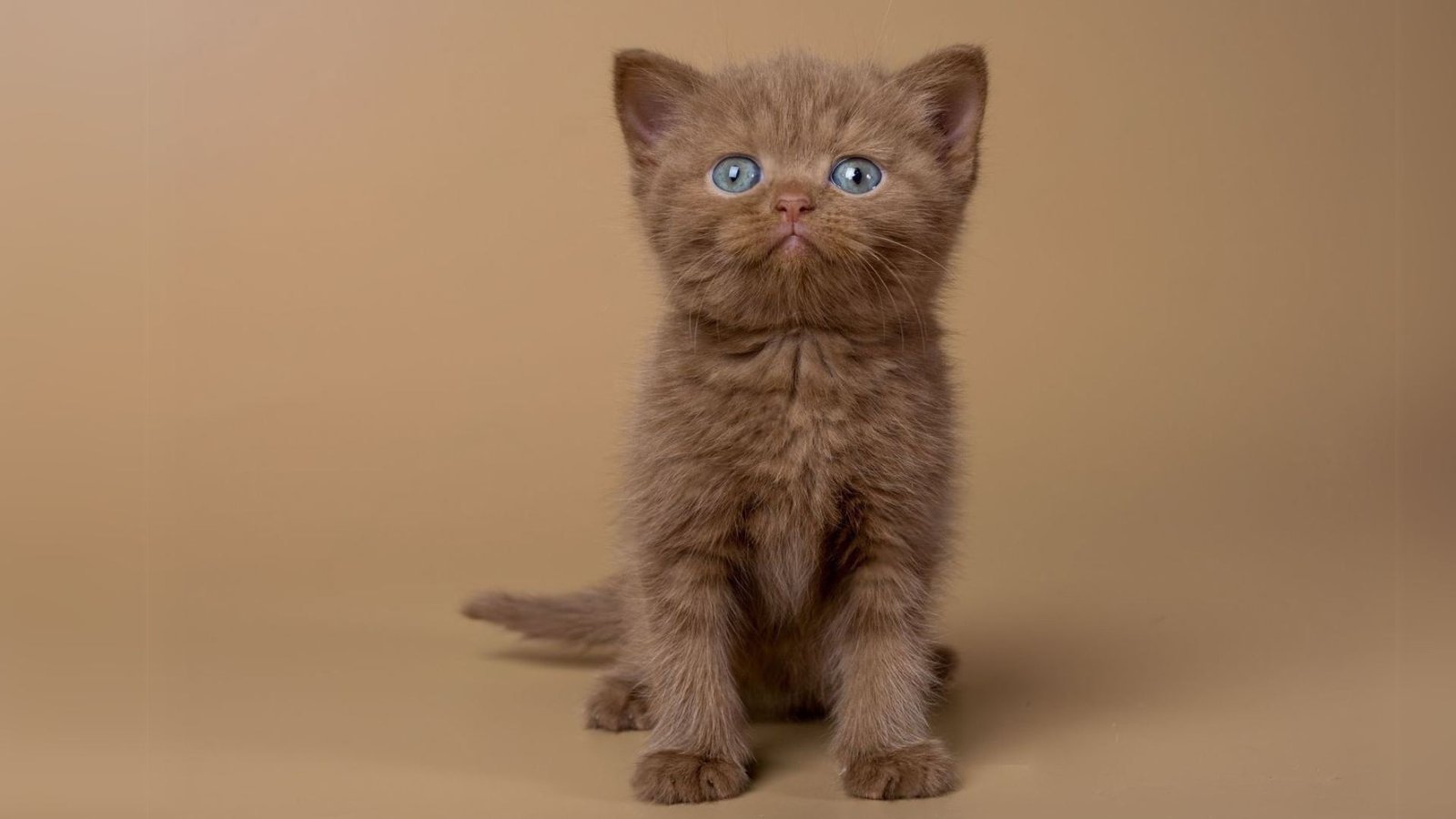 Cinnamon Ragdoll Cat