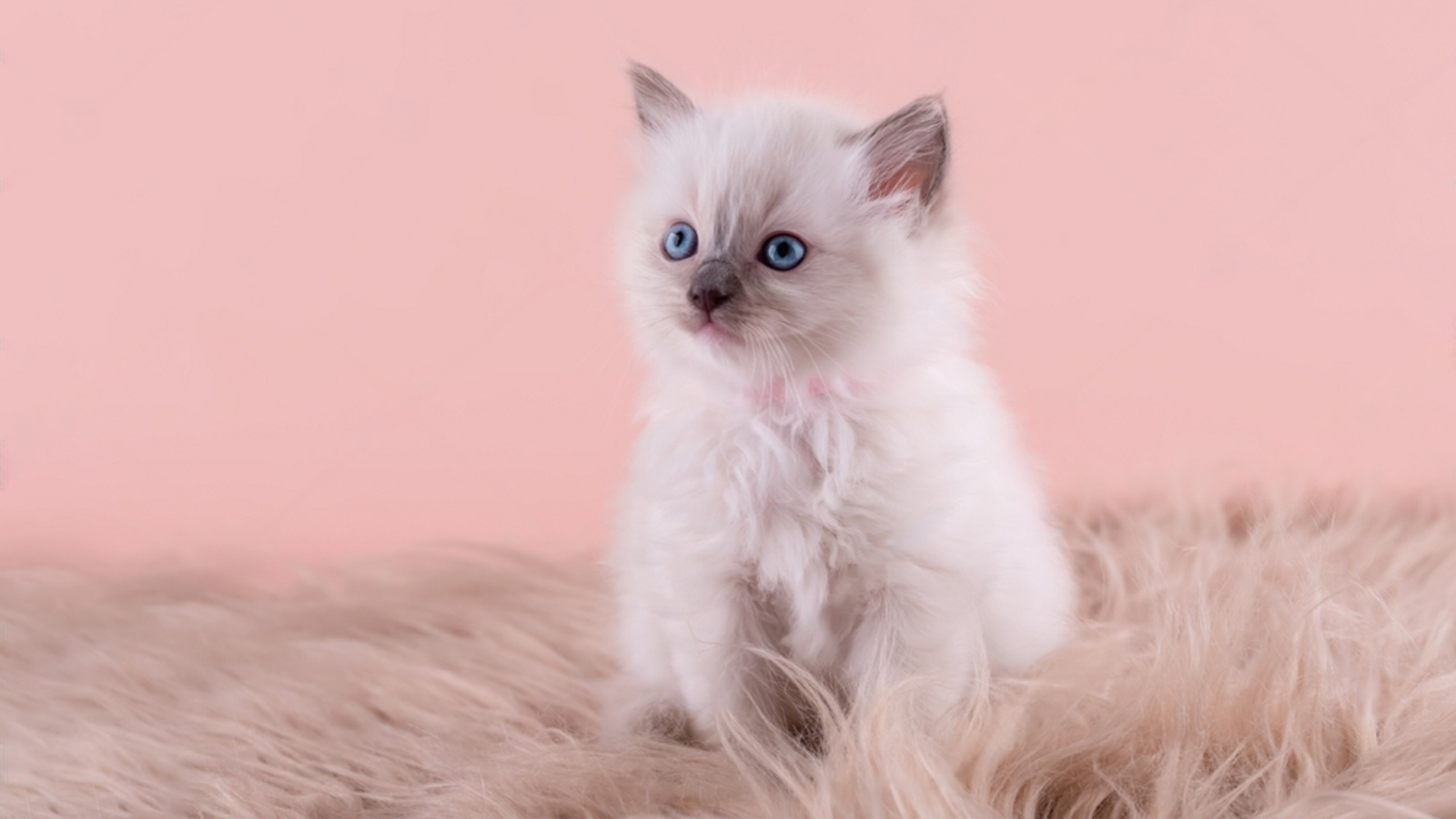 Male Ragdoll Kitten Names