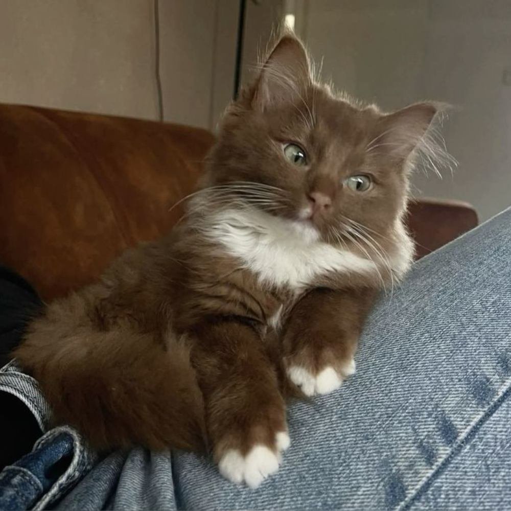 Where to find a cinnamon ragdoll kitten