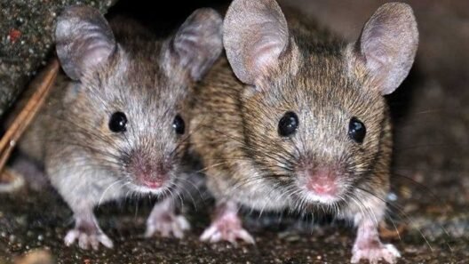 The Complete Guide to Effective Rodent Control in Anaheim
