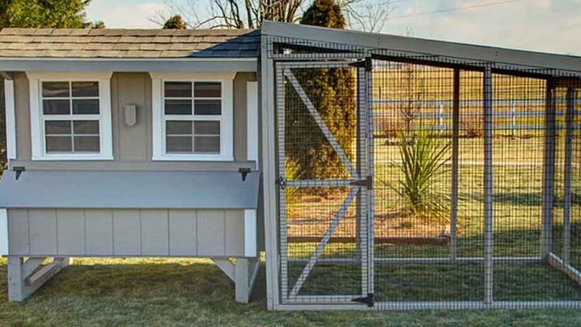 7 Things to Look for in a High-Quality Prebuilt Chicken Coop
