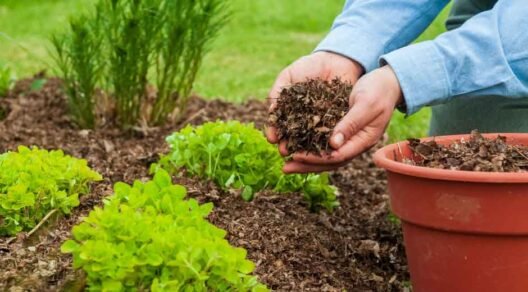 The-Role-of-Mulch-in-Protecting-Soil-and-Enhancing-Landscapes