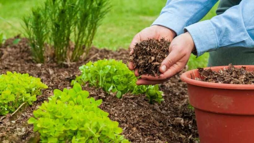 The-Role-of-Mulch-in-Protecting-Soil-and-Enhancing-Landscapes