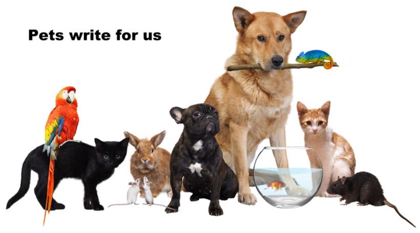 Write for Us: Share Your Passion on Our Pet Blog